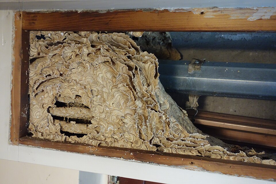 Nid de guêpes en papier mâché en cours de construction