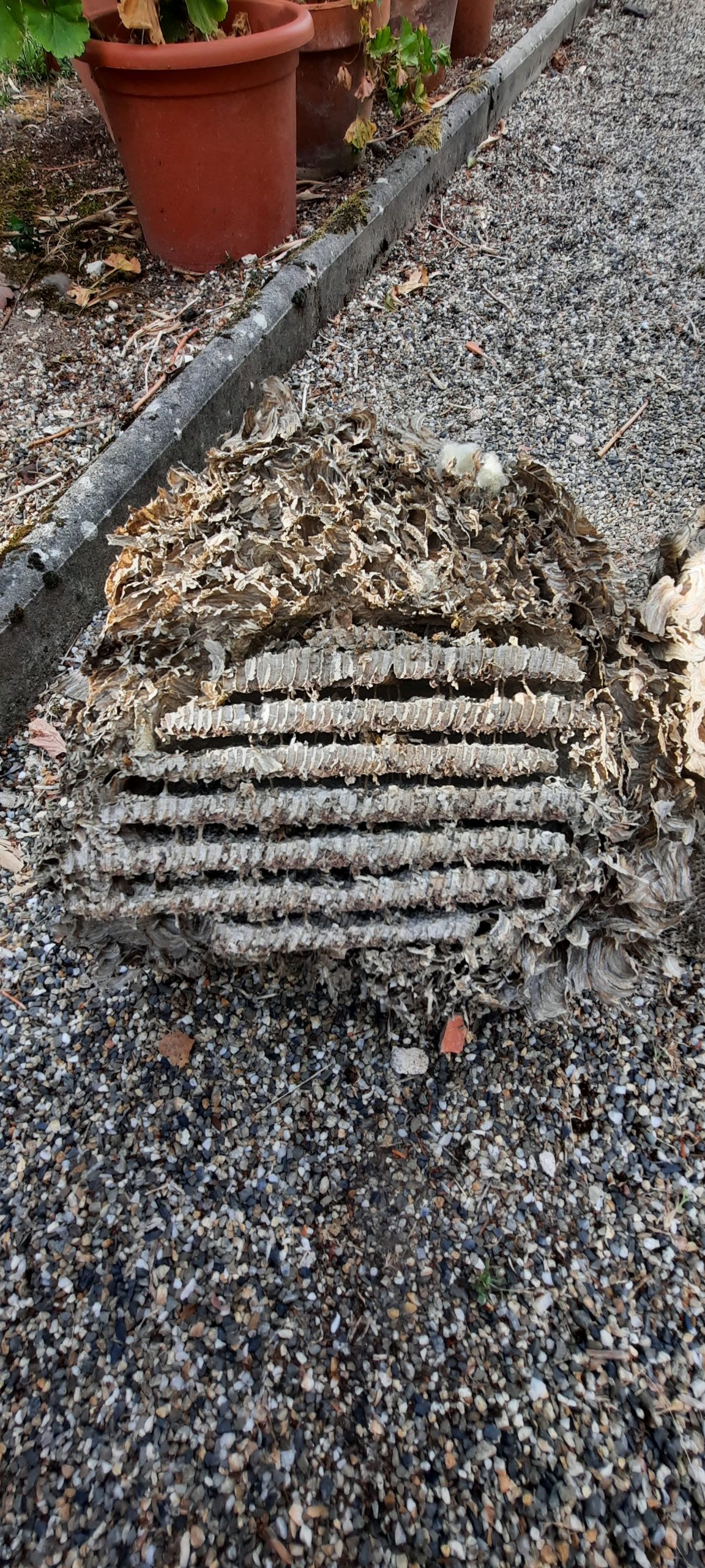 nid de guêpes à Toulouse